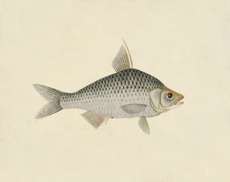 鳊魚海洋生物素材