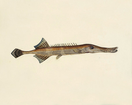 茶枝魚海洋生物素材