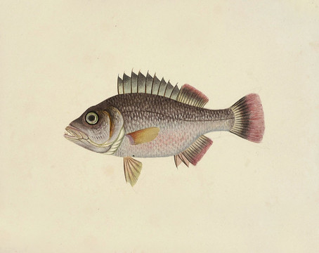 點(diǎn)火魚海洋生物素材