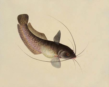 肥鉗魚海洋生物素材