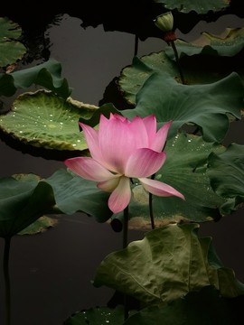 夏日蓮花