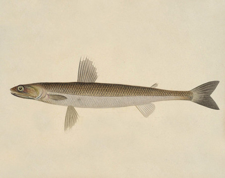 狗棍魚海洋生物素材