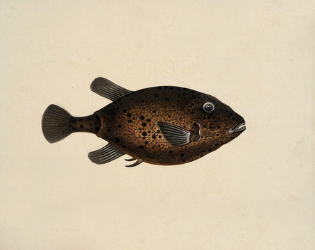 龜宿鯽魚海洋生物素材