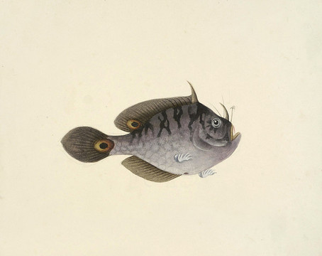 蛤蟆魚海洋生物素材