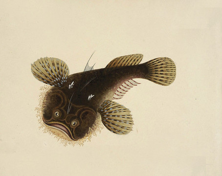 蛤蟆魚海洋生物素材