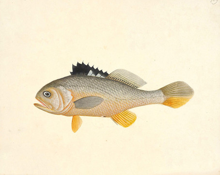 禾花魚海洋生物素材