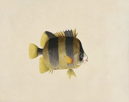 荷包魚海洋生物素材