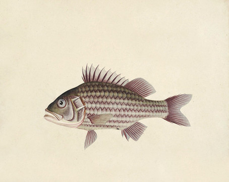 黑將軍魚海洋生物素材
