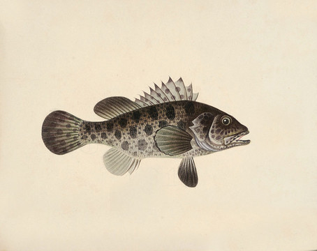 黑石斑魚海洋生物素材
