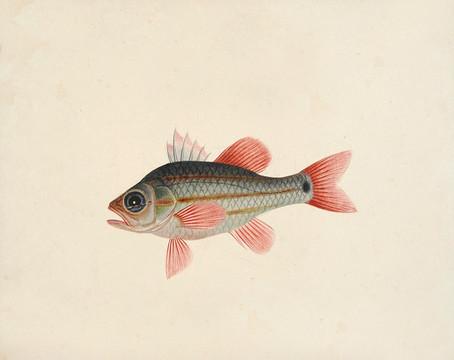 紅梭魚海洋生物素材