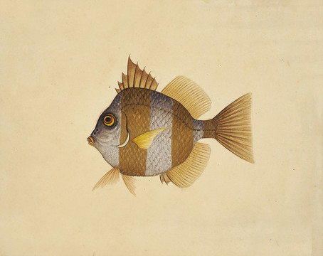 花芒魚(yú)海洋生物素材