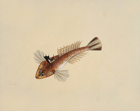 花牛尾魚海洋生物素材