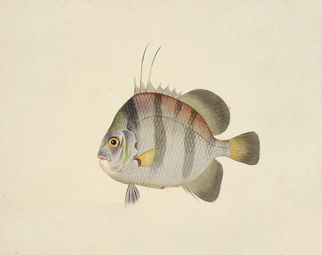 花身鯧魚海洋生物素材