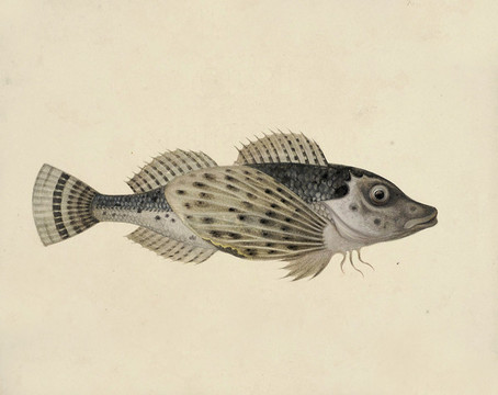 花翼斑魚海洋生物素材