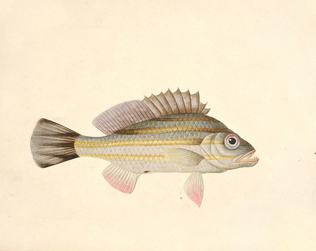 畫眉鯽魚海洋生物素材