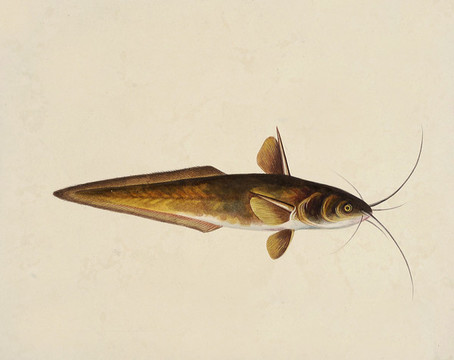 黃骨魚海洋生物素材