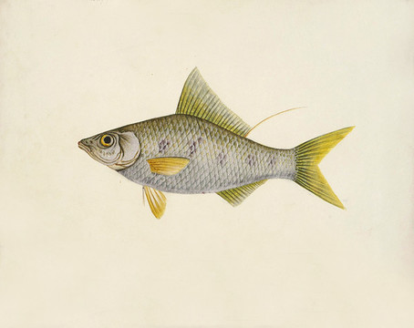 黃魚海洋生物素材