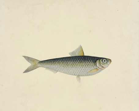 黃澤魚海洋生物素材
