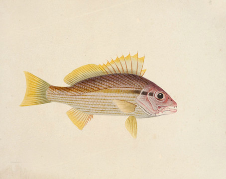 火鯽魚海洋生物素材