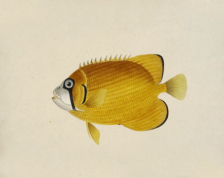 金荷包魚海洋生物素材