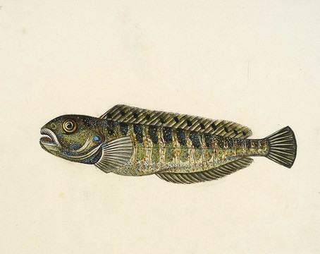 井花魚海洋生物素材