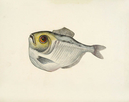 荔枝芒魚海洋生物素材
