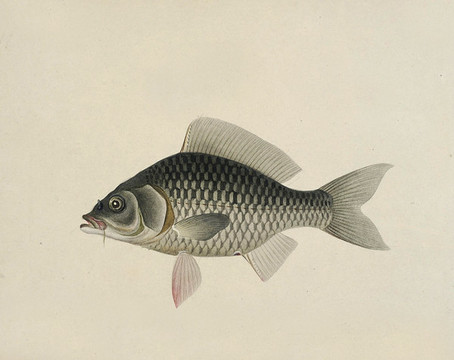 綠鯉魚海洋生物素材