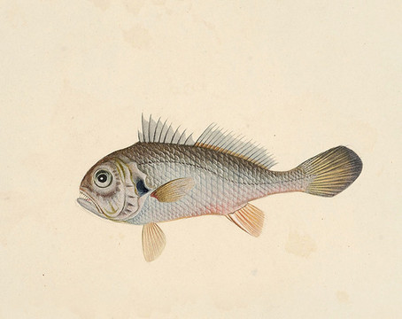 鳥耳魚海洋生物素材