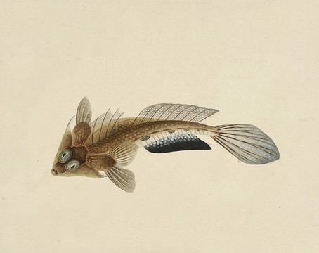 牛尾魚(yú)海洋生物素材