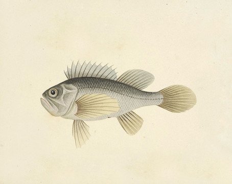 青衫魚海洋生物素材