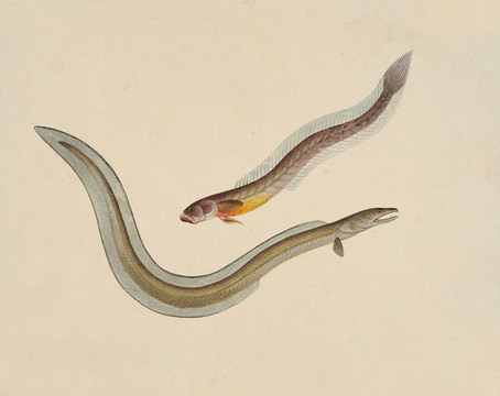沙鱔魚海洋生物素材