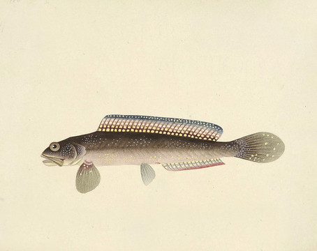 山花魚海洋生物素材