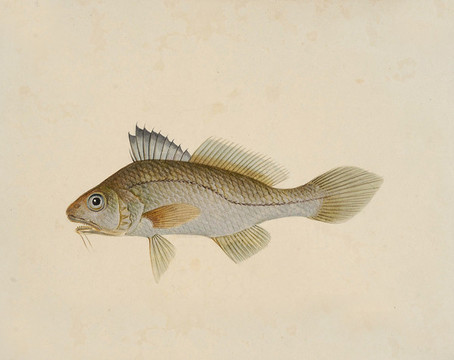 生須魚海洋生物素材