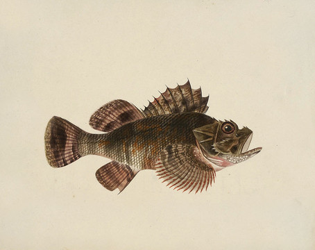 獅子魚(yú)海洋生物素材