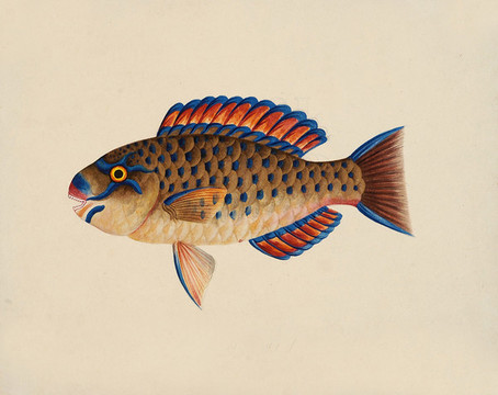 碎牙魚海洋生物素材