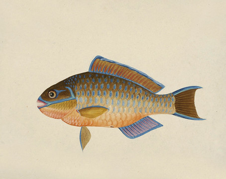 碎牙魚(yú)海洋生物素材