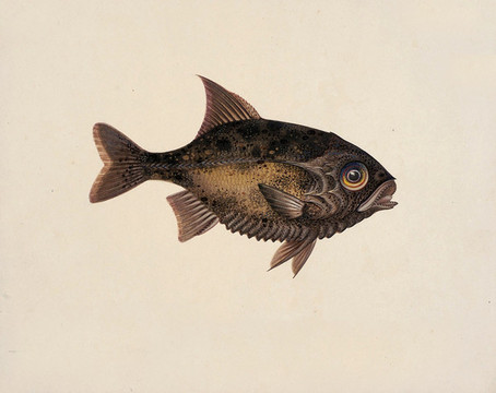 縮骨魚海洋生物素材