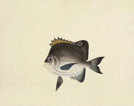 烏金魚海洋生物素材