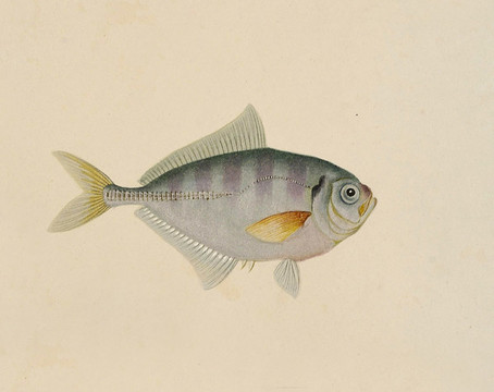 葉子魚海洋生物素材