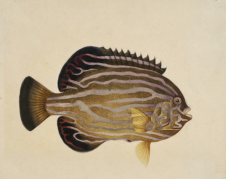 銀鳊魚海洋生物素材