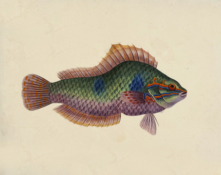 鸚鵡鯉魚(yú)海洋生物素材