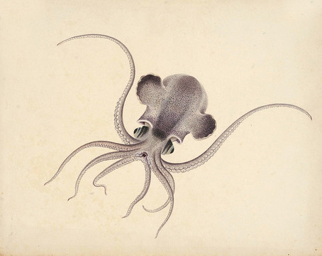 魷魚海洋生物素材