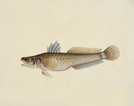 長(zhǎng)腰稔魚(yú)海洋生物素材