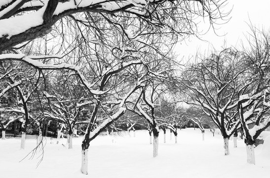 雪景