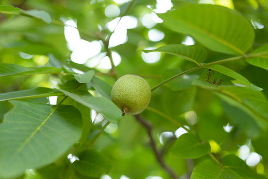 核桃樹果實
