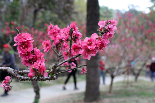 桃花