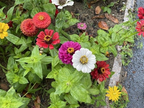 菊花