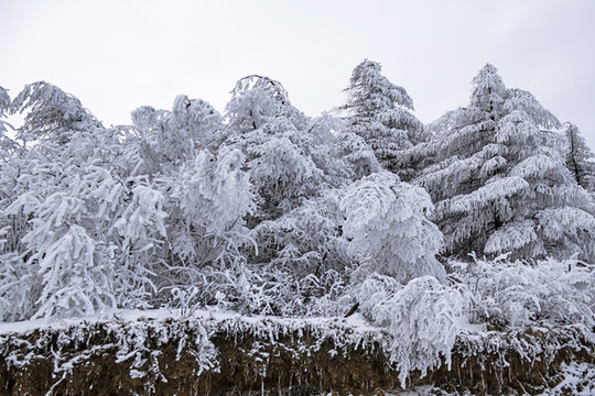 雪景