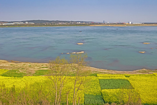油菜花海