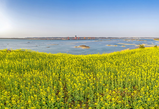 油菜花海